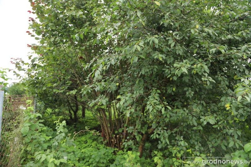 «Жывуць усюды: у доме, хляве, гаражы». У Лідскім раёне суседзі-пенсіянеры і зоаабаронца спрачаюцца з-за 13 сабак і нескошанай травы