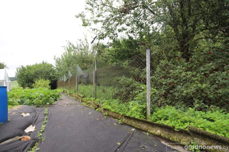 «Жывуць усюды: у доме, хляве, гаражы». У Лідскім раёне суседзі-пенсіянеры і зоаабаронца спрачаюцца з-за 13 сабак і нескошанай травы