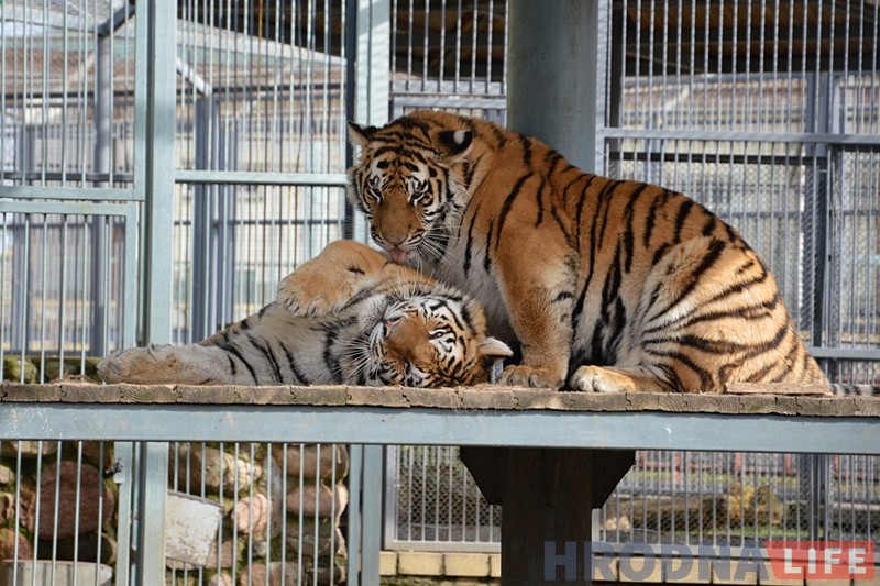 Гродненский зоопарк прощается с молодыми тиграми и уже принимает пополнение - ягуара