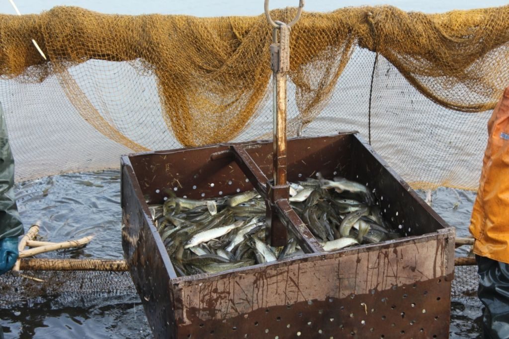В водоемы Гродненщины вселили более 7 тонн рыбы