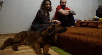 Дом — 2.0 и новая жизнь. Истории собак и кошек, которых забрали из приюта