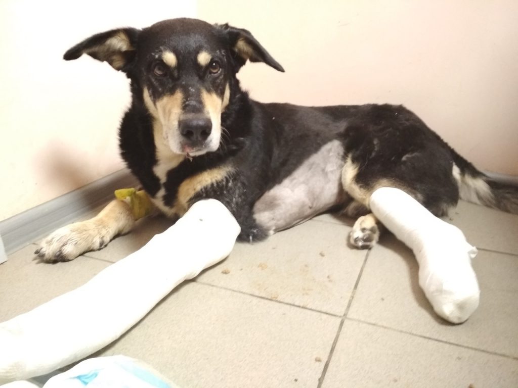 Собаке, которую выбросили с четвертого этажа, собирают деньги на лечение