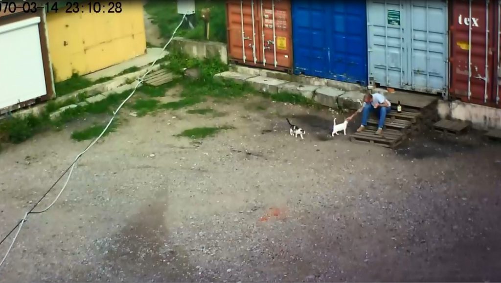 В Гродно нашли мужчину, который задушил кота. Возбуждено уголовное дело