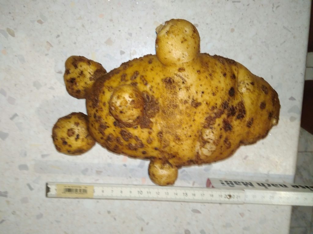 Смотрите, как выглядит картофель, похожий на олимпийского мишку