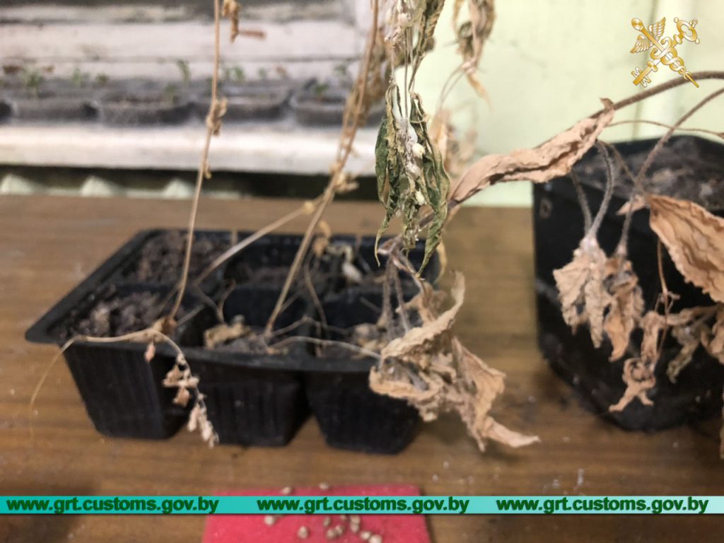 В Гродно задержали торговца марихуаной (+видео)