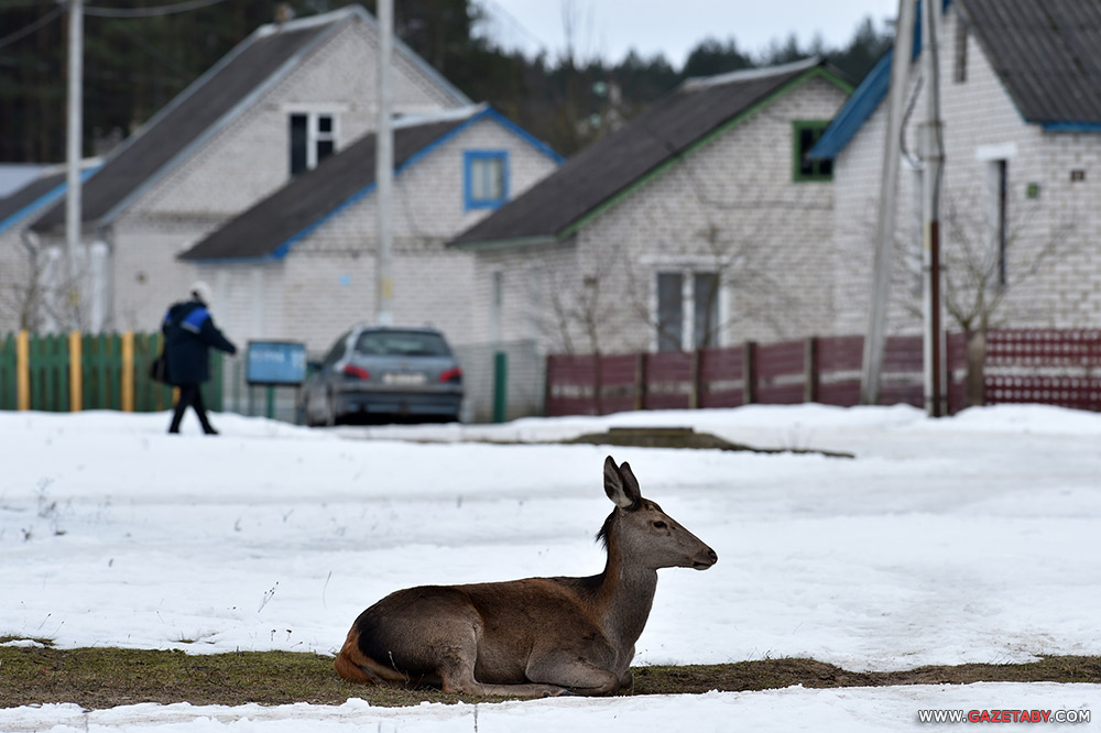 Умиление: олениха пришла к людям угощаться с рук