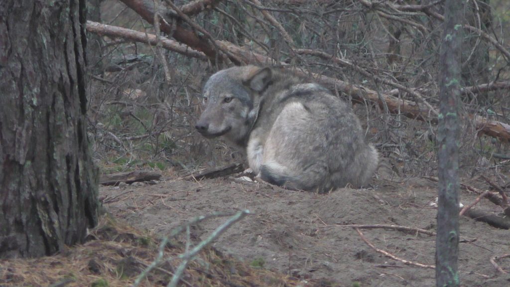 В Беларуси застрелили волка, которому выбирали имя всей страной