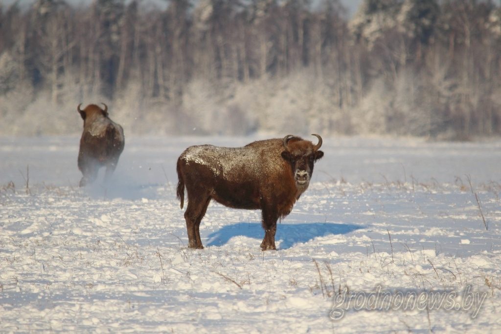 Поставят наряды и ограничат скорость: как будут бороться с зубрами на дорогах