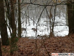 Там, где сбили зубра, на трассу вышли трое зубрят. Будьте осторожны