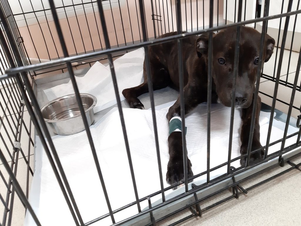 Гродненец бил собаку и оставил на морозе - завели уголовное дело.  Говорит делал это из-за жизненных трудностей