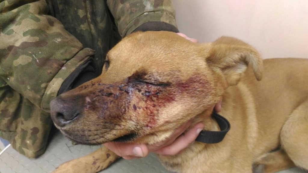 Ударили топором и кирпичом: на выходных в Гродно пострадали собаки