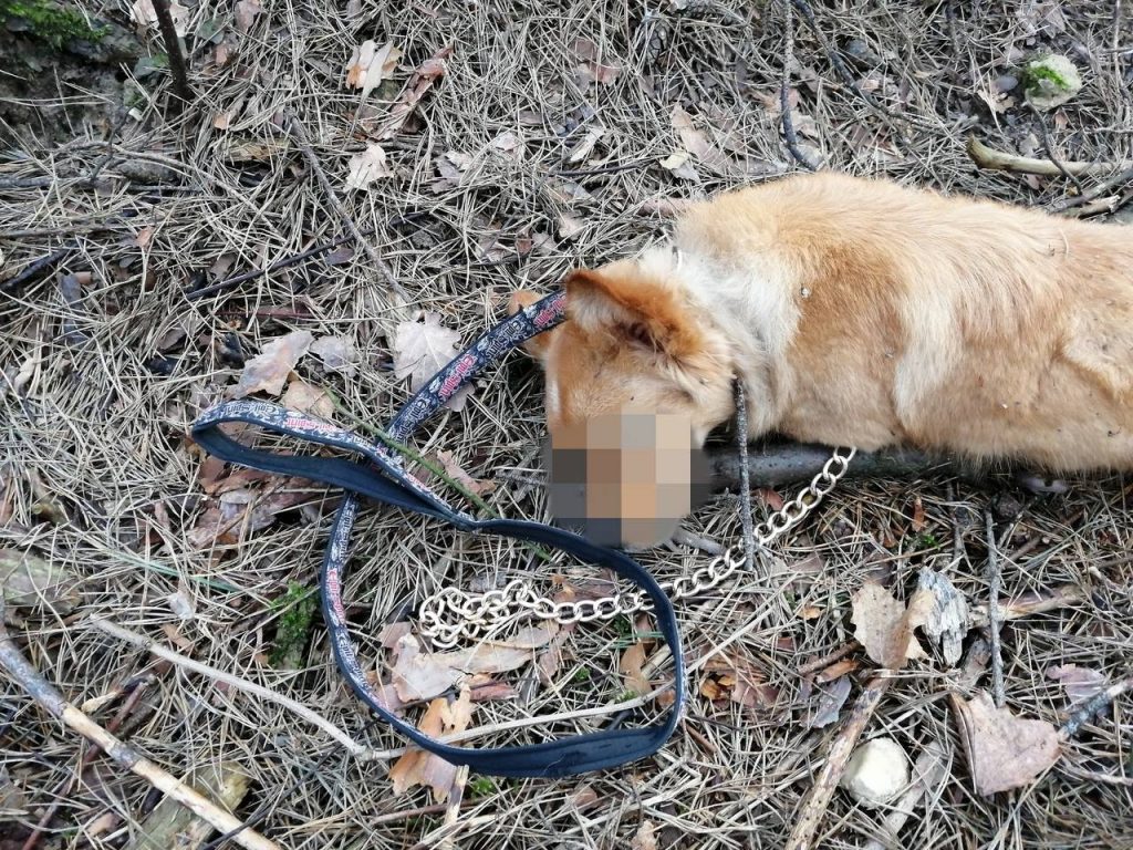 "Так домашних животных не хоронят". На Вишневце задушили собаку?