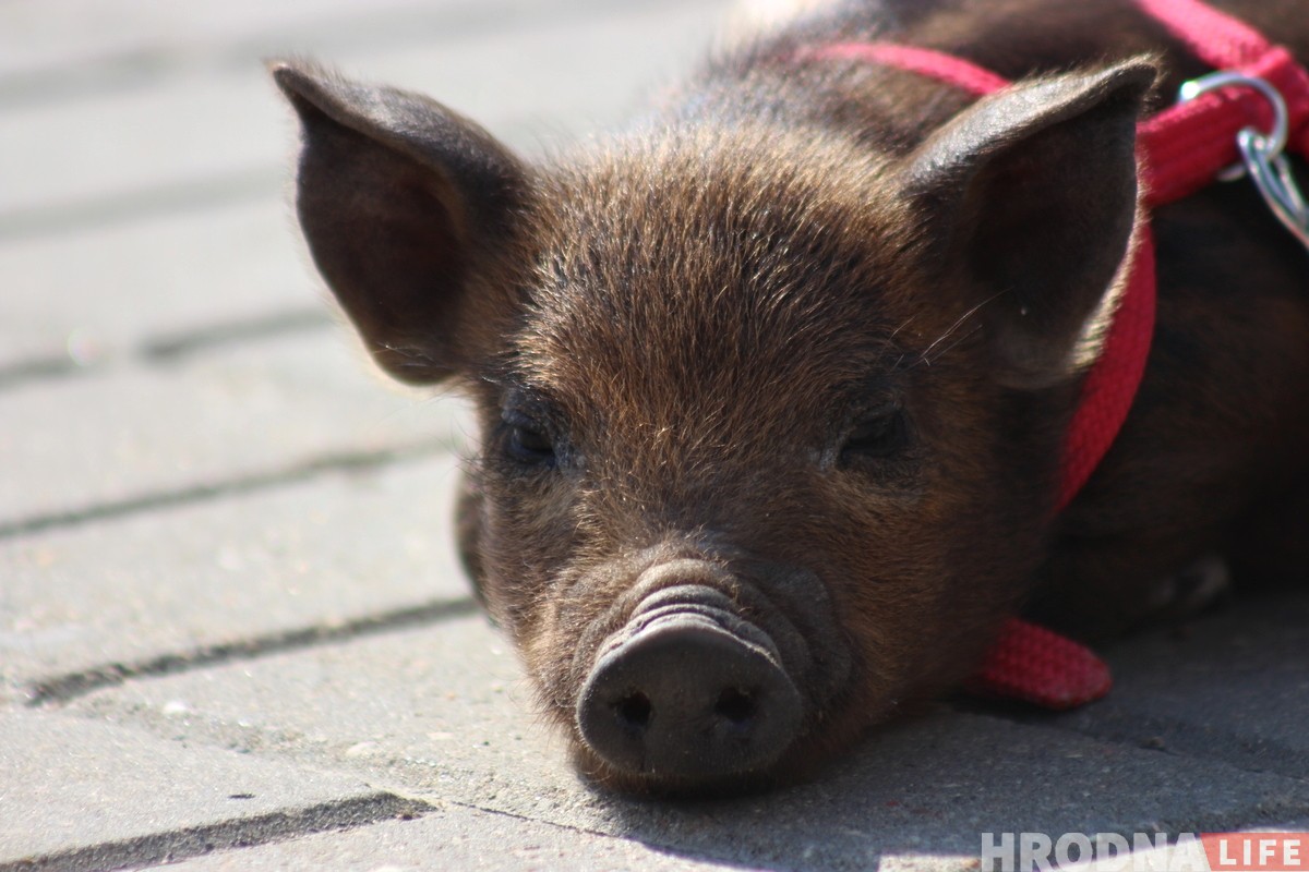 "Фунтика могли загрызть". Музыкант спас поросенка и теперь они везде вместе "Фунтика могли загрызть". Музыкант спас поросенка и теперь они везде вместе