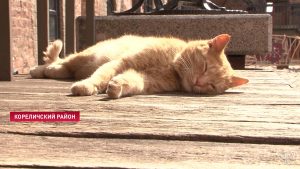 В Мирском замке собираются оформить на работу двух котов