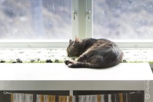 Бездомный кот за 200 евро. Как устроен шведский приют для кошек (похожий на отель у моря!) и сколько стоит детский сад для собак Бездомный кот за 200 евро. Как устроен шведский приют для кошек (похожий на отель у моря!) и сколько стоит детский сад для собак