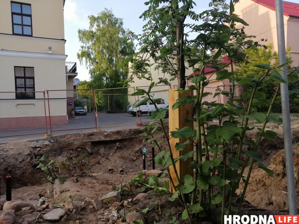 Видеофакт: Ломали вишню экскаватором, так как не было пил