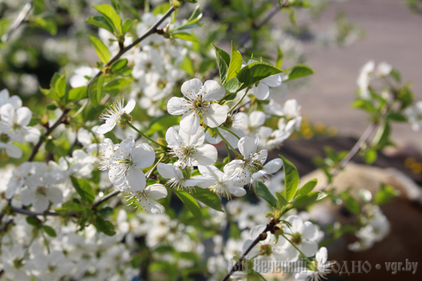 Маленькая улица с большой историей — репортаж с 1 Мая, где дворы утопают в цветах, но не хватает тишины и воды Маленькая улица с большой историей — репортаж с 1 Мая, где дворы утопают в цветах, но не хватает тишины и воды