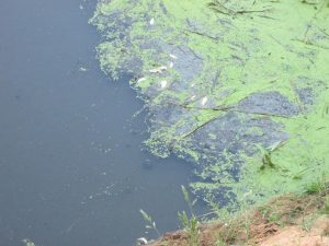 Беларусы просят запретить продажу пластиковых цветов