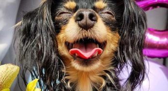 «Он у меня будущий бизнесмен». Зачем гродненцы создают Instagram своим животным