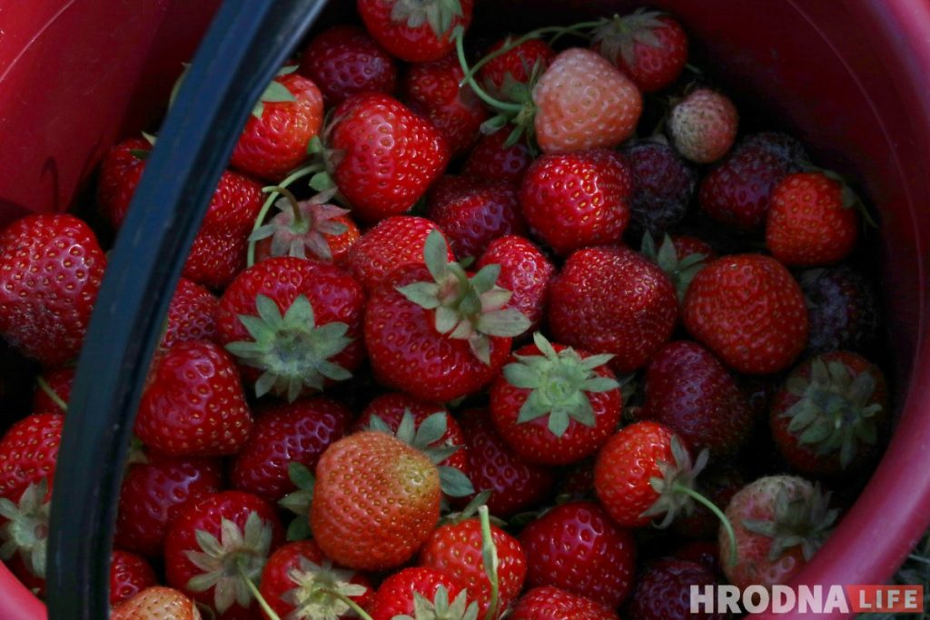 Горячая клубника и черная пятница. Сколько на самом деле стоит беларусская ягода