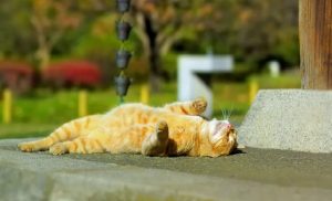 Температурный рекорд дня побит в Беларуси 26 июня за весь период метеонаблюдений