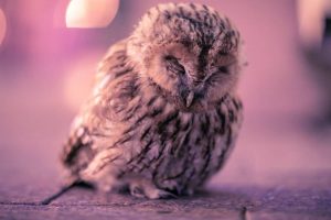 Ночью в центре Гродно гуляла маленькая сова. Фото Ночью в центре Гродно гуляла маленькая сова. Фото