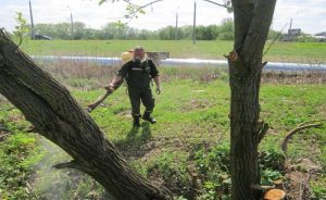 Когда в Гродно уничтожат борщевик и золотарник и чем они опасны