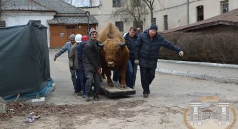 Легендарный зубр из Старого замка переехал на новое место