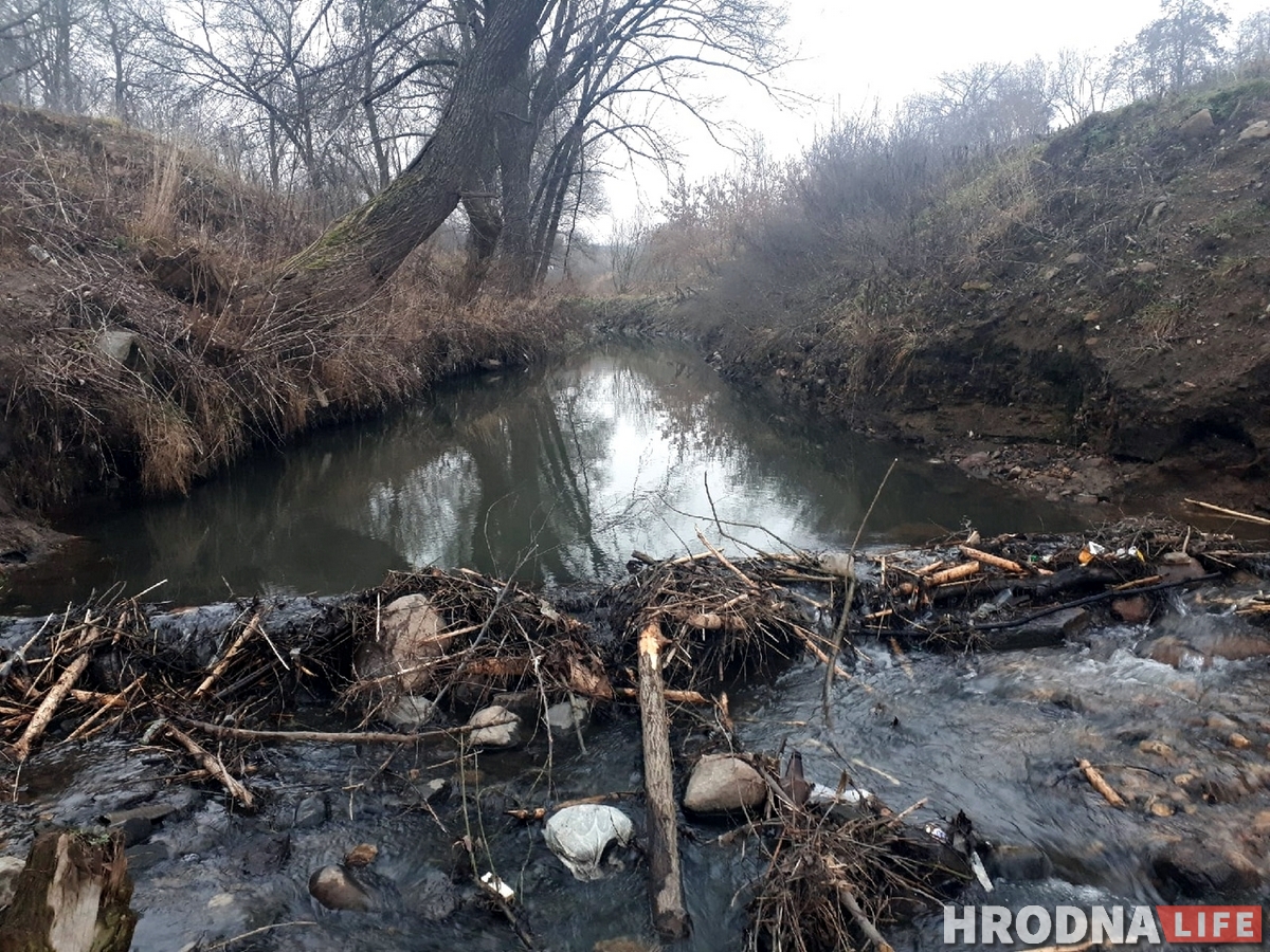 В центре Гродно появились бобры. На них стали охотиться В центре Гродно появились бобры. На них стали охотиться