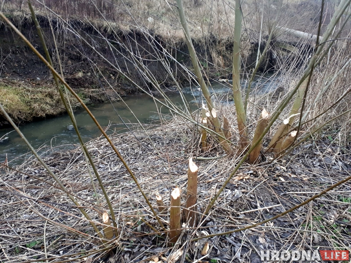В центре Гродно появились бобры. На них стали охотиться В центре Гродно появились бобры. На них стали охотиться