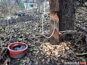 В центре Гродно появились бобры. На них стали охотиться В центре Гродно появились бобры. На них стали охотиться