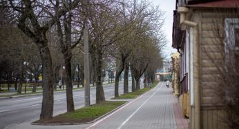 Каштановый город. Почему в Гродно гибнут деревья, и на что пойдут 400 тысяч долларов