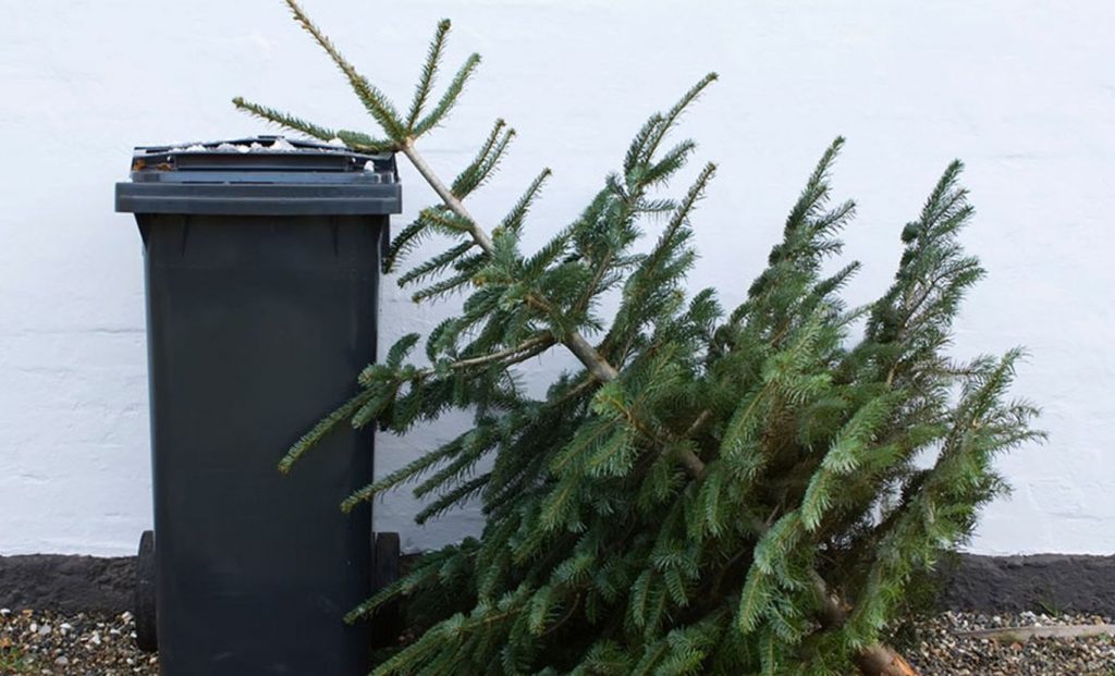 Коммунальщики Гродно предлагают вынести новогодние елки, чтобы их могли переработать. Когда?