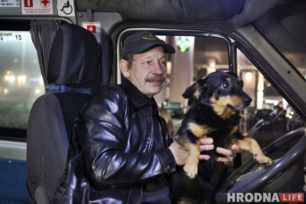 Снимает стресс и греет сиденье: как собака Мультик возит людей из Гродно в Барановичи