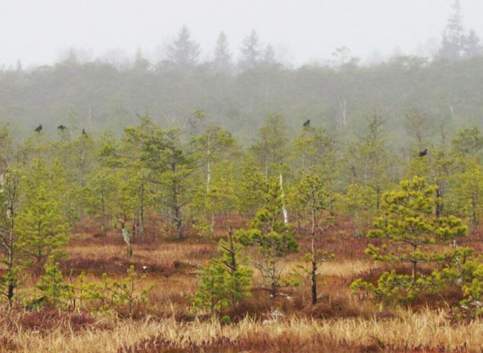Куды сыходзіць клімат? Топ зменаў у Беларусі і свеце, якія ўжо адбыліся