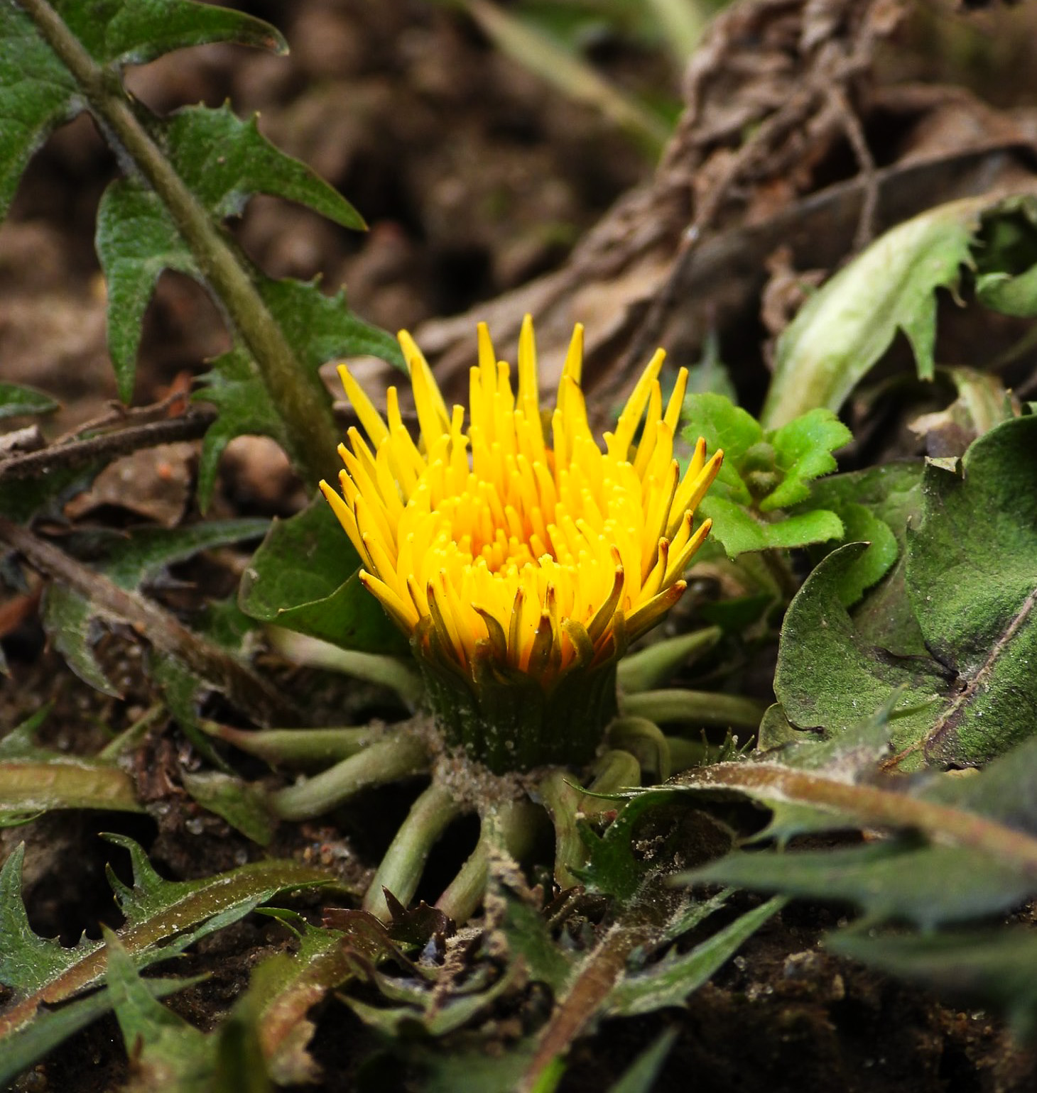 Куды сыходзіць клімат? Топ зменаў у Беларусі і свеце, якія ўжо адбыліся