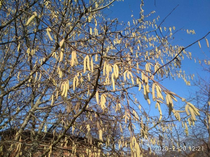 Куды сыходзіць клімат? Топ зменаў у Беларусі і свеце, якія ўжо адбыліся
