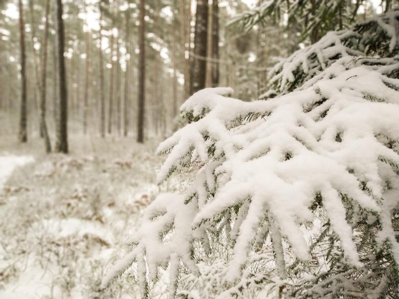 Куды сыходзіць клімат? Топ зменаў у Беларусі і свеце, якія ўжо адбыліся