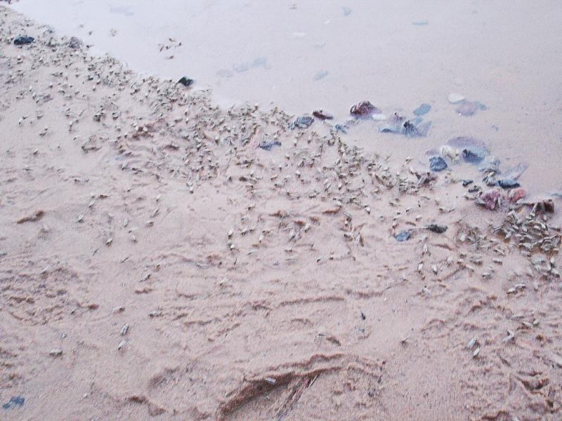 Куды сыходзіць клімат? Топ зменаў у Беларусі і свеце, якія ўжо адбыліся