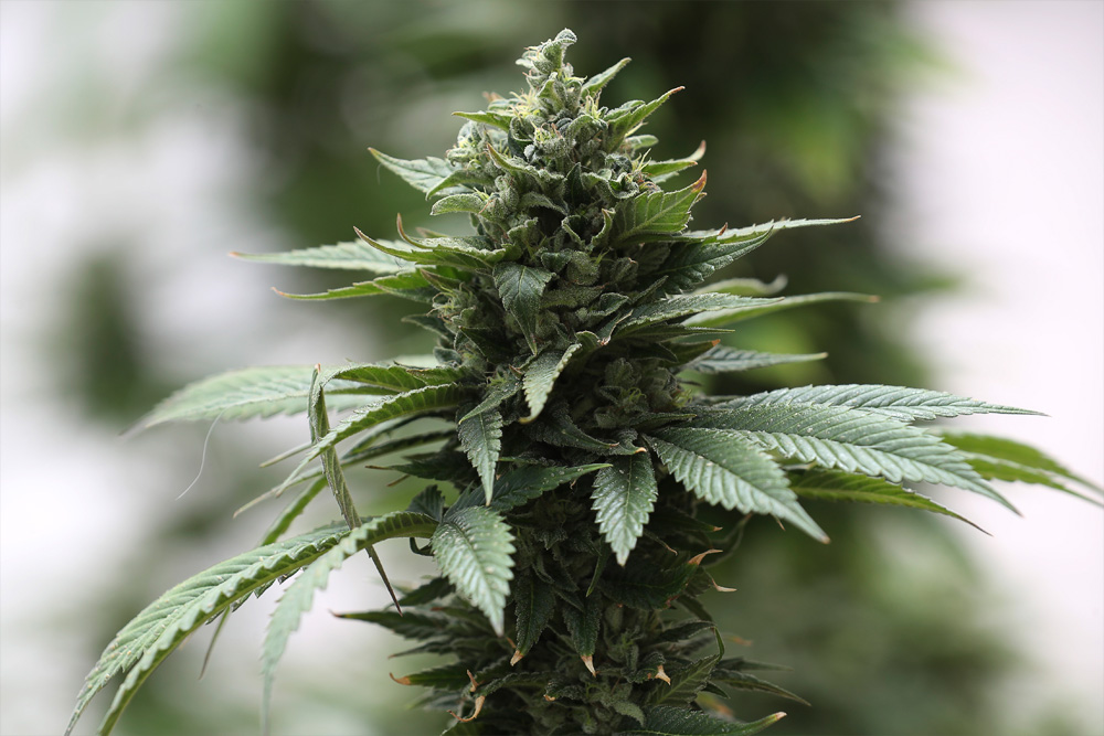 Берестовица - почти Краков, а Репля - красивее Москвы. Что посмотреть за день в окрестностях Гродно