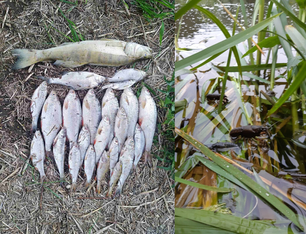 Гродненец попросил Администрацию президента проверить мор рыбы в Немане