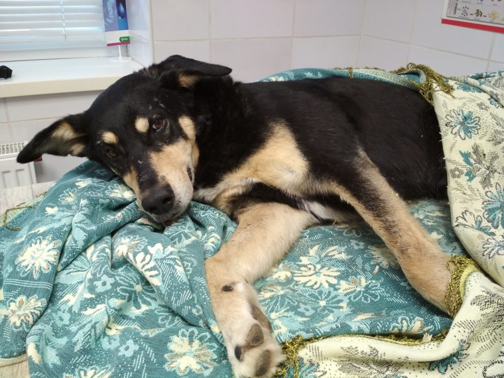 Путешествия Грея: как собака выпала из окна в Гродно и готовится переехать в США