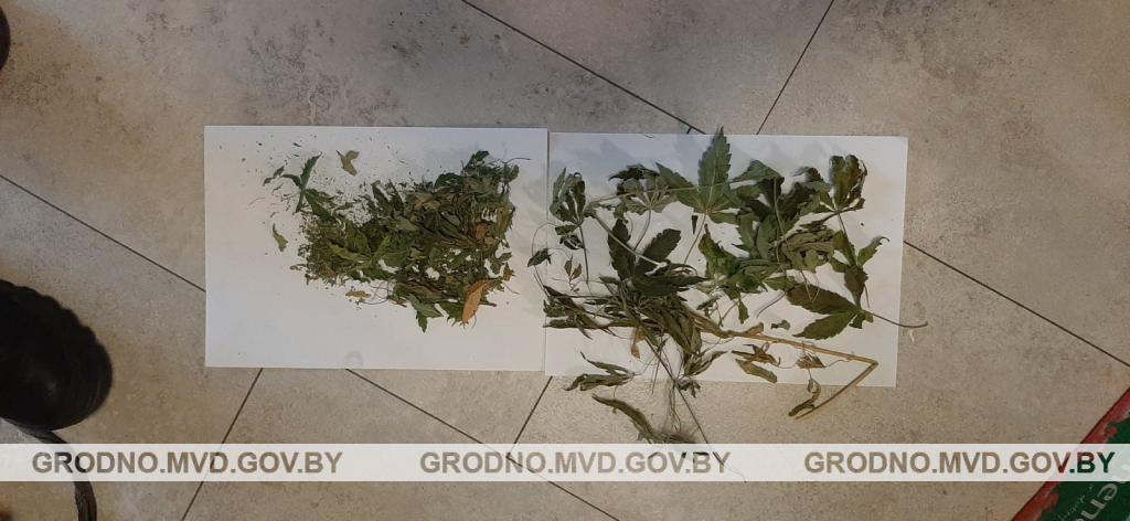 Гродненец выращивал коноплю в шкафу Гродненец выращивал коноплю в шкафу