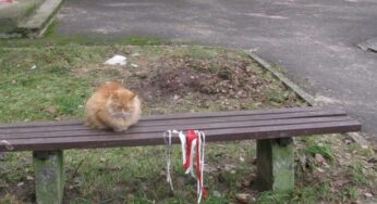 Кот в Мостах «проштрафился» на 200 базовых. За что могут наказать по новому административному кодексу