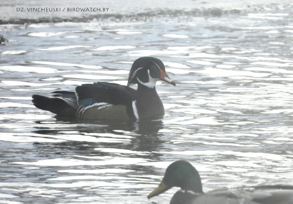 В морозы под Гродно обнаружили новый вид птиц для Беларуси – каролинскую утку