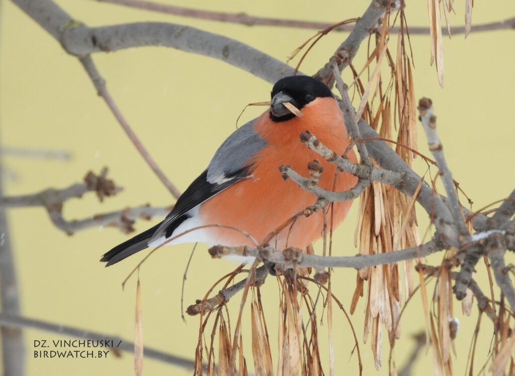 Снегири в Гродно: где их увидеть, чем кормить (и нужно ли)