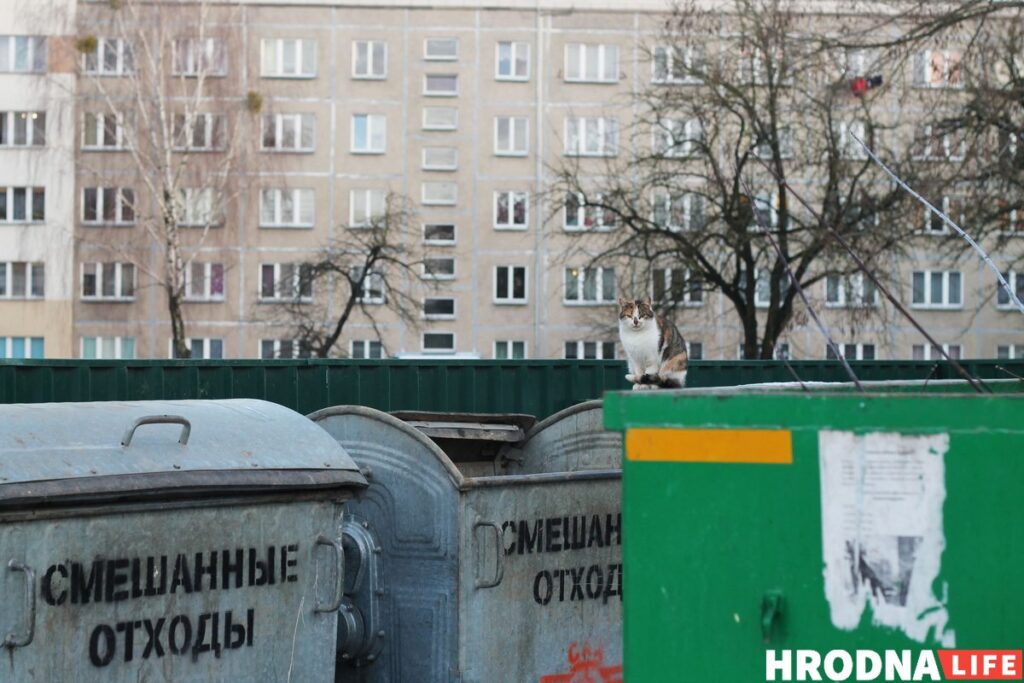 Как помочь бездомному животному и не навредить себе? Как помочь бездомному животному и не навредить себе?