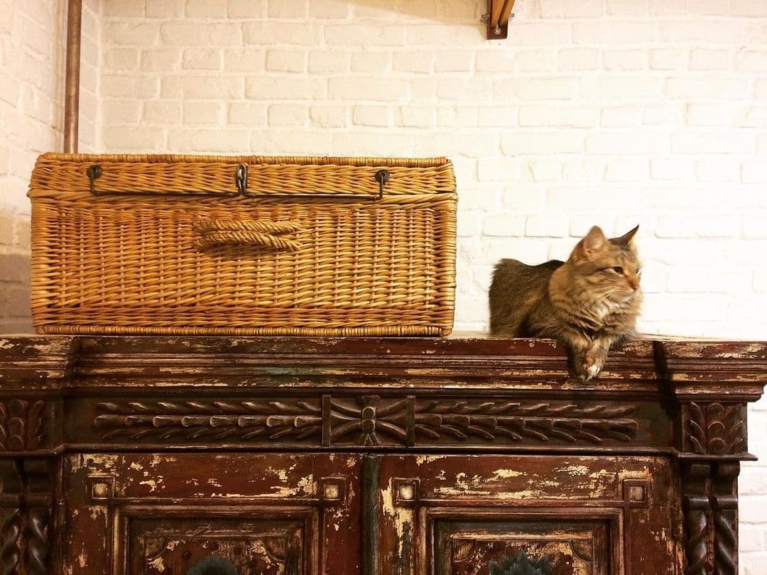 «Сталинка» и кошки на чемоданах. Декоратор из Гродно – о высоких потолках и рассветах тихого центра