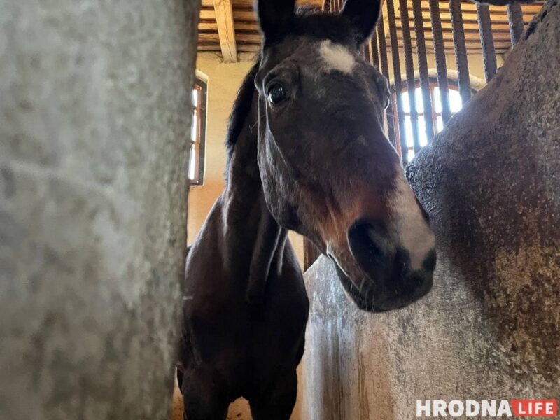 Сейчас Напору 29 лет. Обычный лошадиный век - около 20 лет. Он долгожитель и сейчас живёт в конюшне на птичьих правах