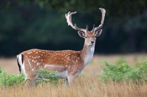 “Перелом коснулся локтевого сустава "пациента"”. Ветеринар рассказал, как прошла операция у лани, сбитой в Гродно